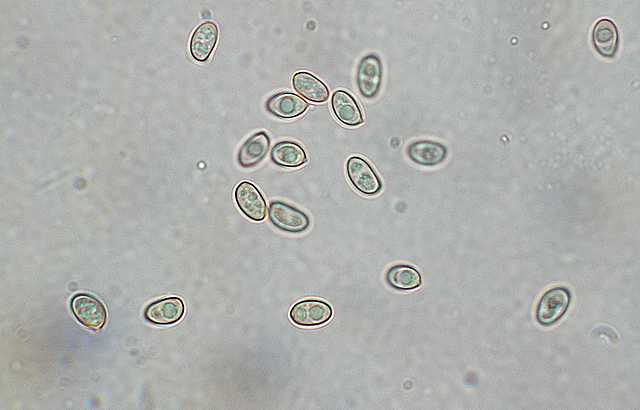 Galerina stylifera   (G.F. Atk.) A.H. Sm. & Singer